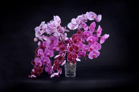 Pink Phaleonopsis